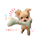 チワワのモコしゃん（個別スタンプ：3）