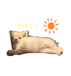 チワワのモコしゃん（個別スタンプ：5）