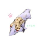 チワワのモコしゃん（個別スタンプ：11）