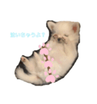 チワワのモコしゃん（個別スタンプ：14）
