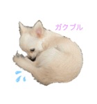 チワワのモコしゃん（個別スタンプ：15）