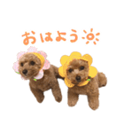もこむたんくるスタンプ（個別スタンプ：1）
