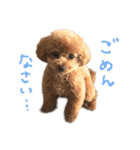 もこむたんくるスタンプ（個別スタンプ：6）