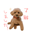 もこむたんくるスタンプ（個別スタンプ：8）