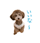 もこむたんくるスタンプ（個別スタンプ：12）