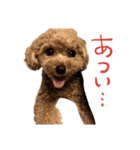 もこむたんくるスタンプ（個別スタンプ：19）