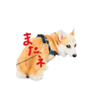 ヤンチャ坊主モカ太郎（個別スタンプ：1）