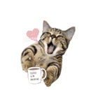猫写真スタンプのルアナな日々1（個別スタンプ：1）