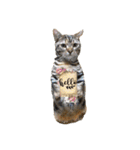 猫写真スタンプのルアナな日々1（個別スタンプ：2）