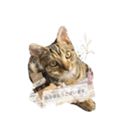 猫写真スタンプのルアナな日々1（個別スタンプ：3）