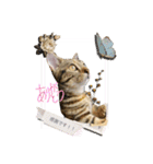 猫写真スタンプのルアナな日々1（個別スタンプ：4）