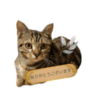 猫写真スタンプのルアナな日々1（個別スタンプ：5）