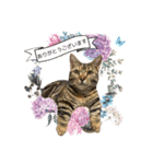 猫写真スタンプのルアナな日々1（個別スタンプ：6）