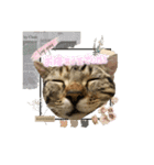猫写真スタンプのルアナな日々1（個別スタンプ：9）