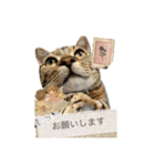 猫写真スタンプのルアナな日々1（個別スタンプ：10）