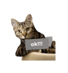 猫写真スタンプのルアナな日々1（個別スタンプ：11）