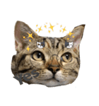 猫写真スタンプのルアナな日々1（個別スタンプ：12）