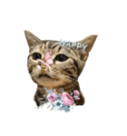 猫写真スタンプのルアナな日々1（個別スタンプ：13）