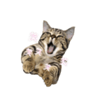 猫写真スタンプのルアナな日々1（個別スタンプ：14）