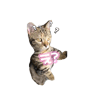 猫写真スタンプのルアナな日々1（個別スタンプ：15）
