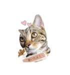 猫写真スタンプのルアナな日々1（個別スタンプ：20）