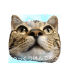 猫写真スタンプのルアナな日々1（個別スタンプ：21）