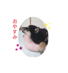 くろしば_まさる（個別スタンプ：4）