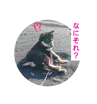 くろしば_まさる（個別スタンプ：5）