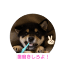 くろしば_まさる（個別スタンプ：6）