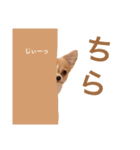 どうも、ちくわです（個別スタンプ：1）
