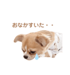 どうも、ちくわです（個別スタンプ：8）