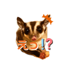 モモンガとトイプードルの日常つぶやき（個別スタンプ：1）
