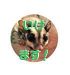 モモンガとトイプードルの日常つぶやき（個別スタンプ：4）
