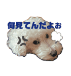 モモンガとトイプードルの日常つぶやき（個別スタンプ：5）