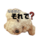 モモンガとトイプードルの日常つぶやき（個別スタンプ：7）