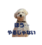 モモンガとトイプードルの日常つぶやき（個別スタンプ：8）