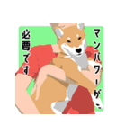 仕事で使える柴犬のスタンプ（個別スタンプ：7）