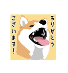 仕事で使える柴犬のスタンプ（個別スタンプ：15）