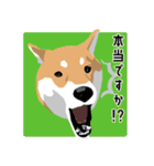 仕事で使える柴犬のスタンプ（個別スタンプ：19）