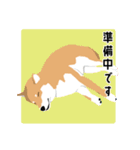 仕事で使える柴犬のスタンプ（個別スタンプ：24）