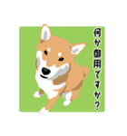 仕事で使える柴犬のスタンプ（個別スタンプ：25）