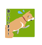 仕事で使える柴犬のスタンプ（個別スタンプ：26）