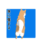 仕事で使える柴犬のスタンプ（個別スタンプ：29）