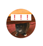 ぺろ1（個別スタンプ：3）