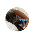 ぺろ1（個別スタンプ：4）