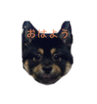 黒ポメちゃんのいちにち（個別スタンプ：3）