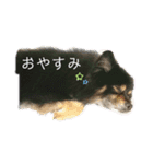 黒ポメちゃんのいちにち（個別スタンプ：4）