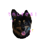 黒ポメちゃんのいちにち（個別スタンプ：6）