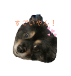 黒ポメちゃんのいちにち（個別スタンプ：7）