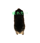 黒ポメちゃんのいちにち（個別スタンプ：8）